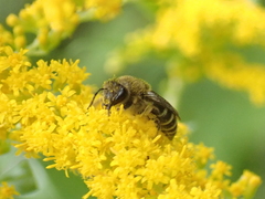 Colletes compactus compactus