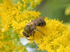 Colletes compactus compactus