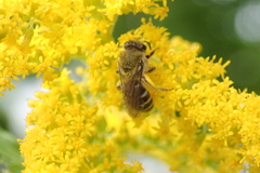 Colletes compactus compactus