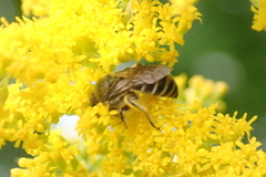 Colletes compactus compactus