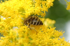 Colletes compactus compactus
