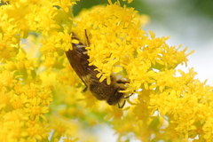 Colletes compactus compactus