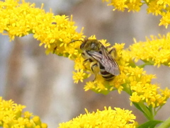 Colletes compactus compactus