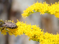 Colletes compactus compactus