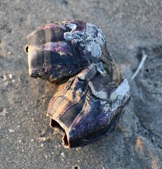 Megabalanus tintinnabulum