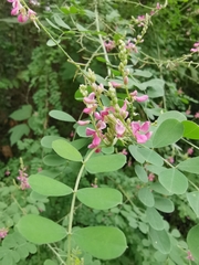 Indigofera tinctoria