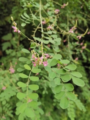 Indigofera tinctoria