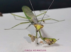 Stagmatoptera supplicaria