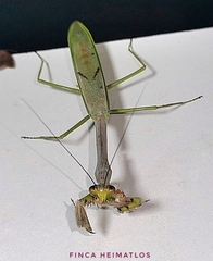 Stagmatoptera supplicaria