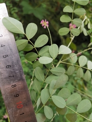 Indigofera tinctoria