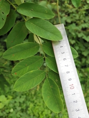 Indigofera tinctoria