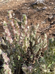 Maireana trichoptera