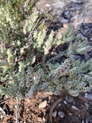 Maireana trichoptera