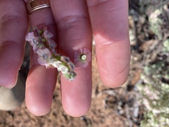 Maireana trichoptera