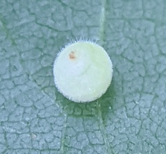 Caryomyia cilidolium