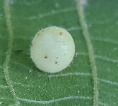 Caryomyia cilidolium