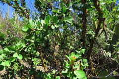Jatropha neopauciflora