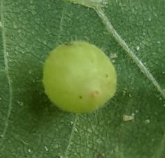 Caryomyia cilidolium