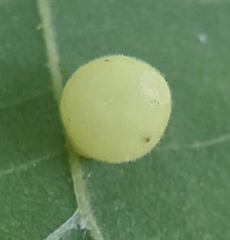 Caryomyia cilidolium