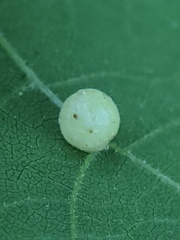 Caryomyia cilidolium