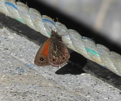 Cosmosatyrus leptoneuroides