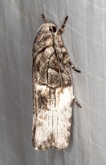 Illidgea epigramma