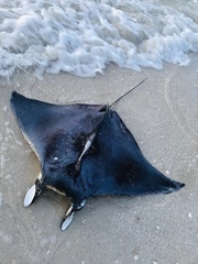 Mobula hypostoma