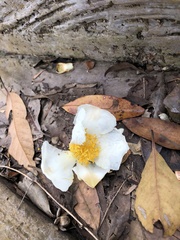 Theaceae