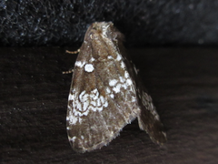 Dysmilichia gemella
