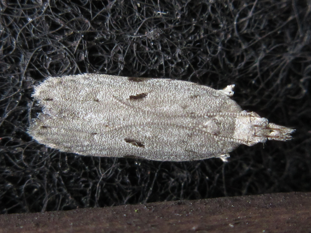 Anarsia bipinnata