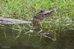 Caiman crocodilus chiapasius