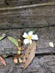 Theaceae