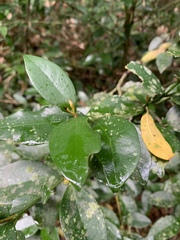 Buxus natalensis