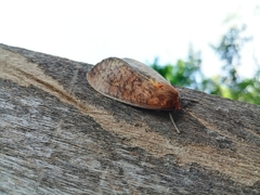 Lepidoptera