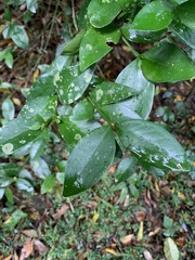 Buxus natalensis