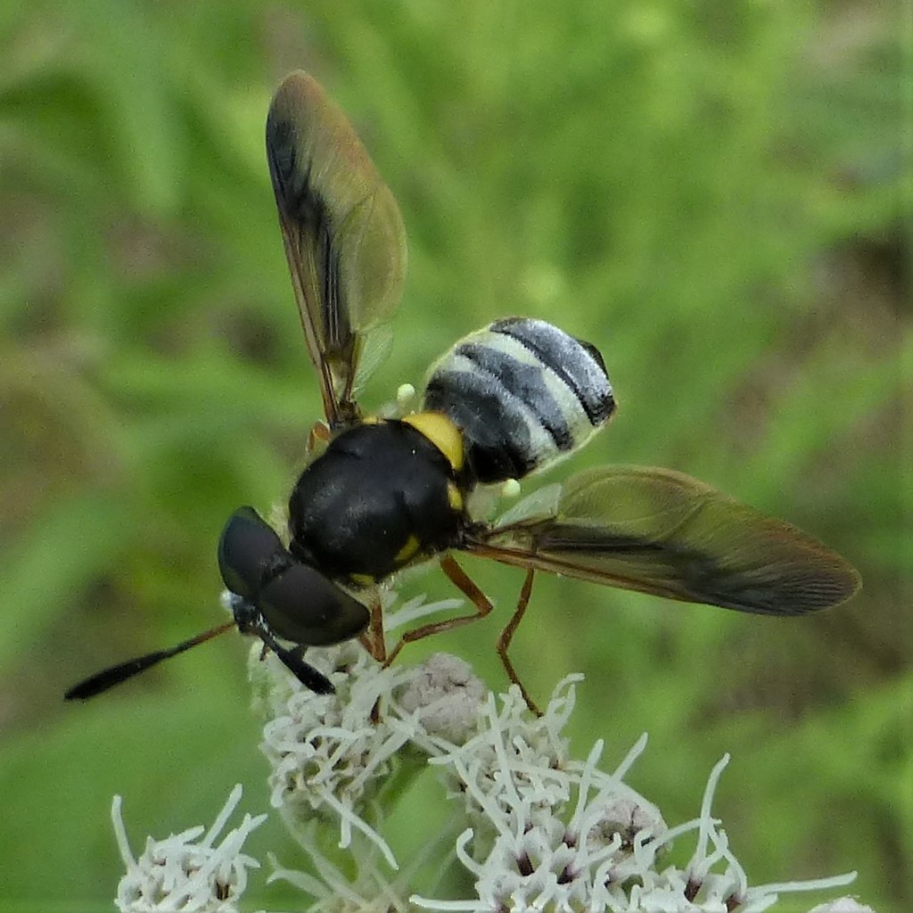 Hoplitimyia constans