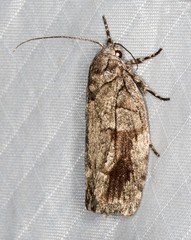 Illidgea epigramma