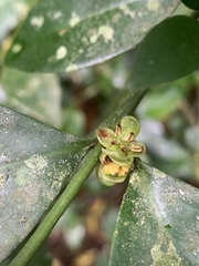 Buxus natalensis