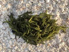 Codium isthmocladum