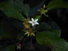 Sabicea cinerea