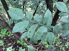 Rhus javanica