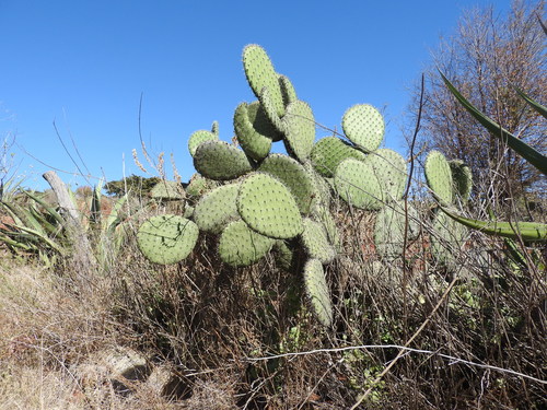 Image of Opuntia streptacantha by (c) Oscar Alejandro Morales Juárez, some rights reserved (CC BY-SA)