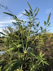 Ambrosia trifida trifida