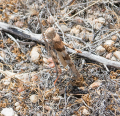 Trimerotropis californica