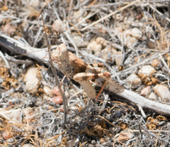 Trimerotropis californica