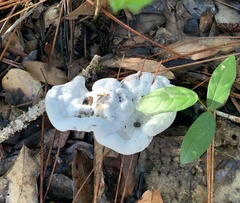 Hydnellum suaveolens