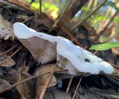 Hydnellum suaveolens