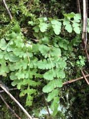 Woodsia obtusa