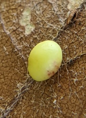 Zopheroteras hubbardi