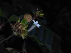 Sabicea cinerea